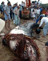 Giant shark trapped in western Japan beach